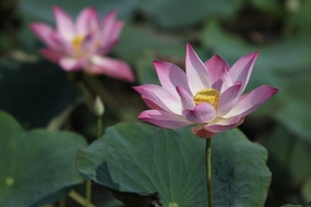 盛夏荷塘荷花盛开图片